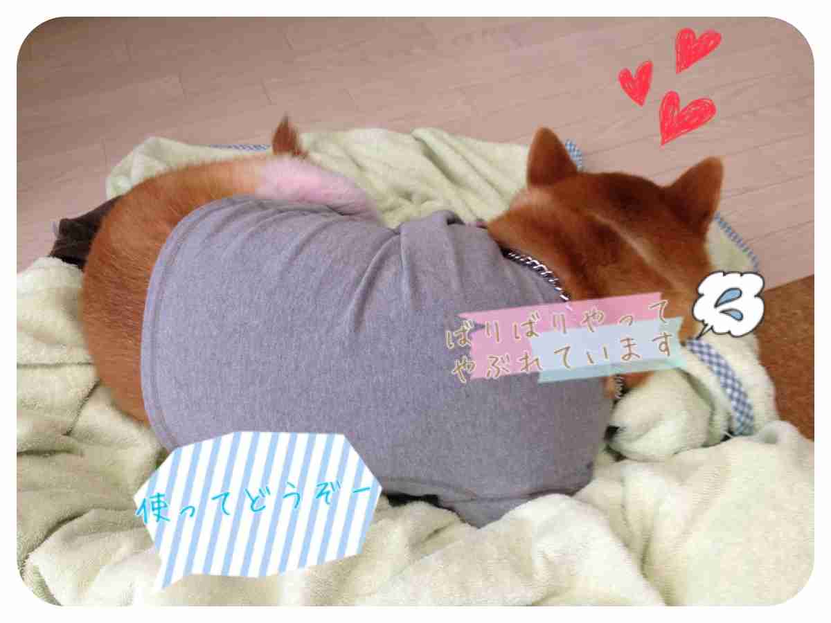 和む画像ください
