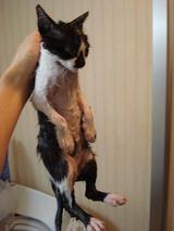 人間っていいなと思うような画像や話