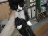 人間っていいなと思うような画像や話