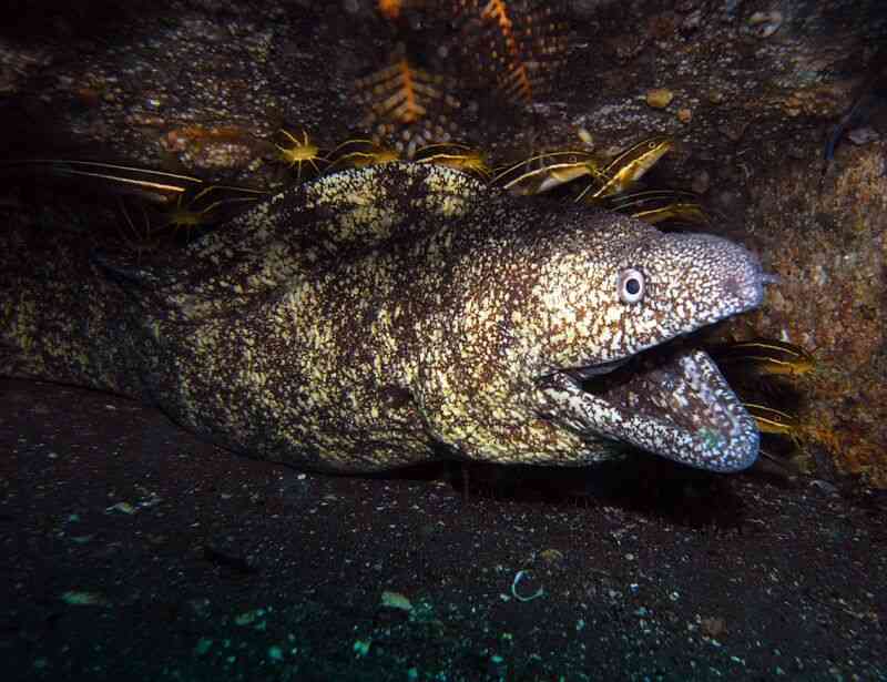 出口見えない「殉愛」裁判…やしきたかじん妻さくらさんはネット中傷で体調不良