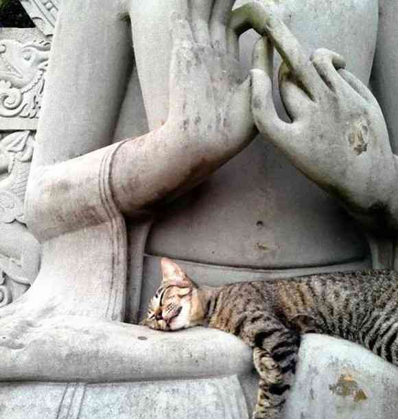 意外と良く合う。仏像と猫のツーショット光景「仏猫」 : カラパイア