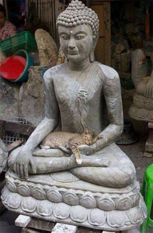 意外と良く合う。仏像と猫のツーショット光景「仏猫」