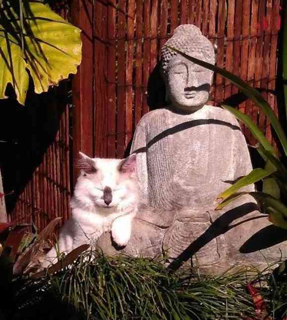 意外と良く合う。仏像と猫のツーショット光景「仏猫」