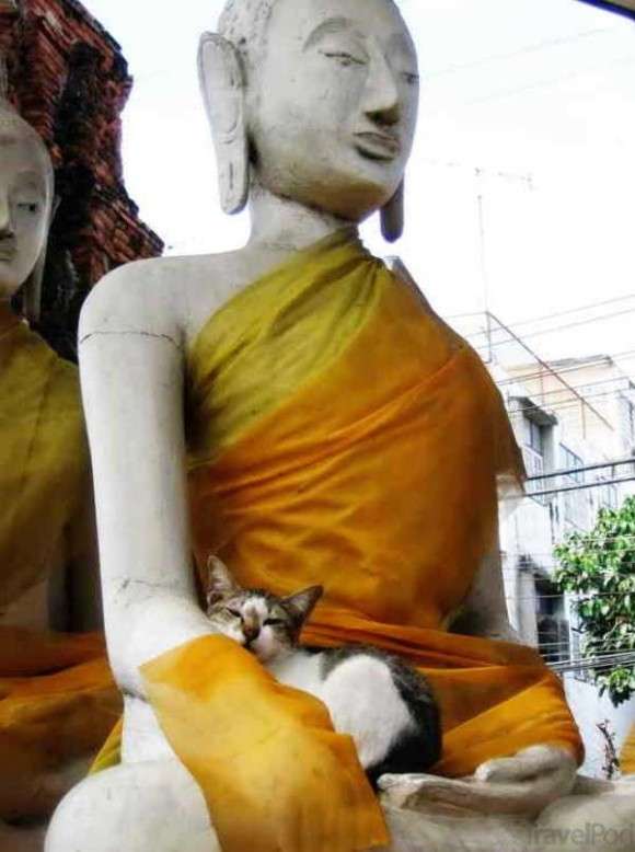 意外と良く合う。仏像と猫のツーショット光景「仏猫」