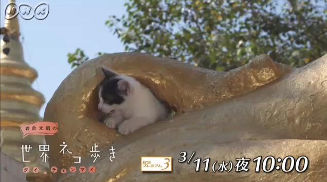 なんだこの癒しは！ 『世界ネコ歩き』チェンマイ編の“猫×仏像”にやられた - Togetterまとめ
