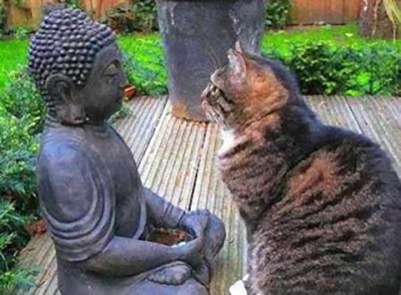 意外と良く合う。仏像と猫のツーショット光景「仏猫」