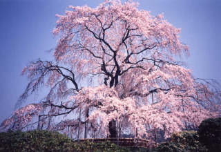 行きたい桜の名所