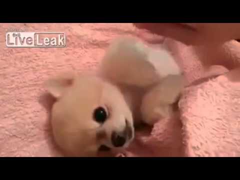 お腹をくすぐられ続けたいかわいい子犬 - YouTube