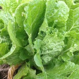 「虫食い野菜は農薬が少ない」は誤解だった――【農家の窓から】 - エキサイトニュース(1/2)