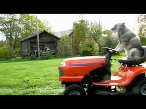 Cool dog mowing lawn - YouTube