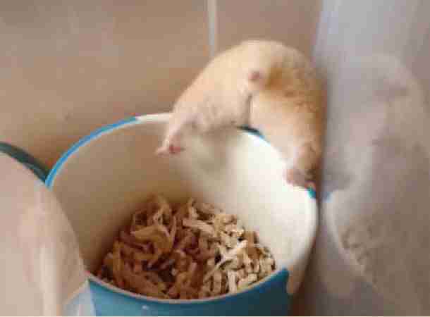 和む画像ください