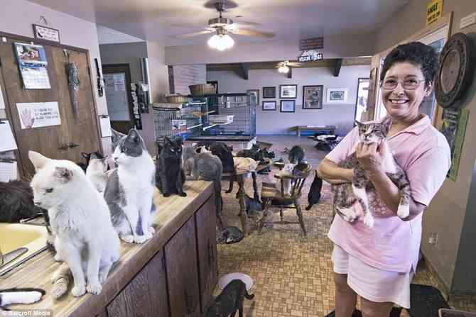 ネコ700匹を飼うアメリカ人女性、世界一のトップブリーダー？（動画）- ネタサイトZ
