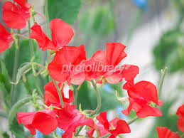 【画像】タイトルや歌詞に「花」や「植物の名前」が出てくる歌の、花の画像で癒されるトピ