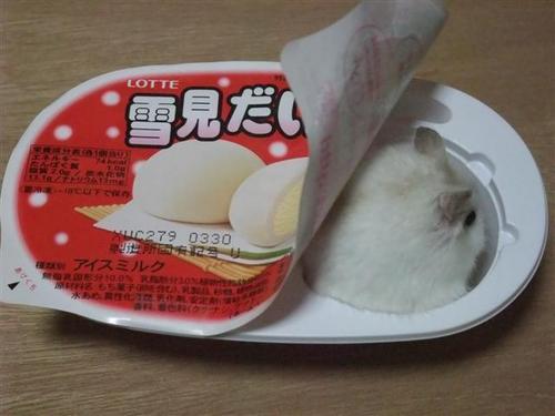 和む画像ください