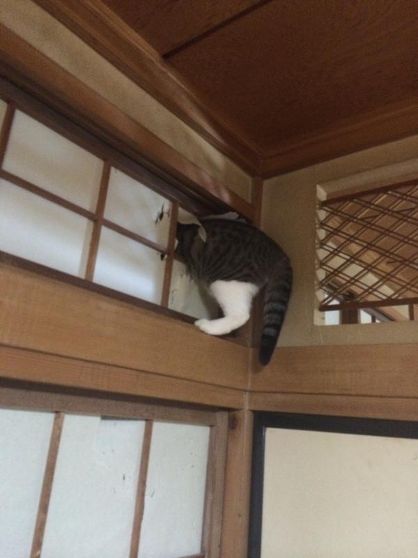 ネコが障子を閉めていると破るので暖簾にしてみた結果www