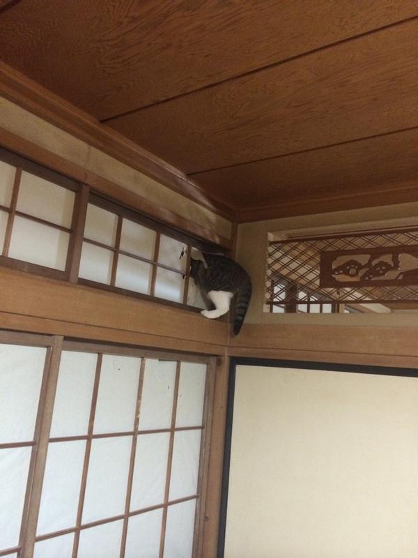 【ネコやらかす】 家族が絶叫！ 駆けつけてみると…！？