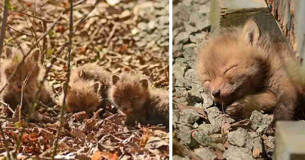 Father And Daughter Find Baby Foxes In Their Backyard | Bored Panda