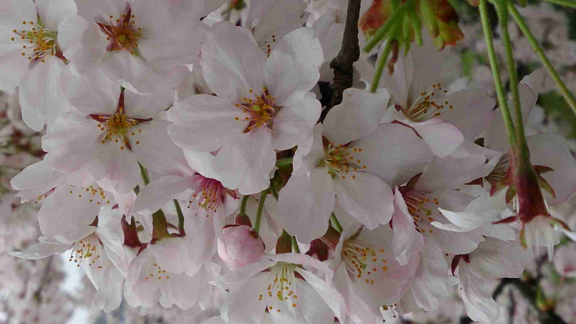 今年撮れた桜の写真「とっておきの一枚」♡