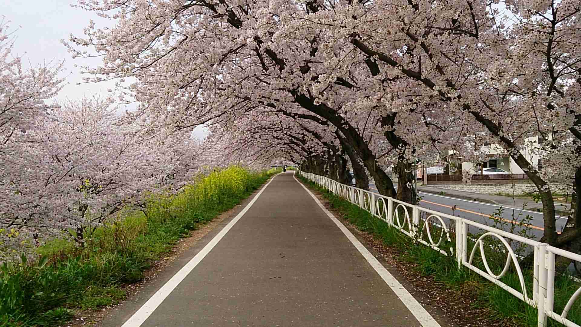 今年撮れた桜の写真「とっておきの一枚」♡