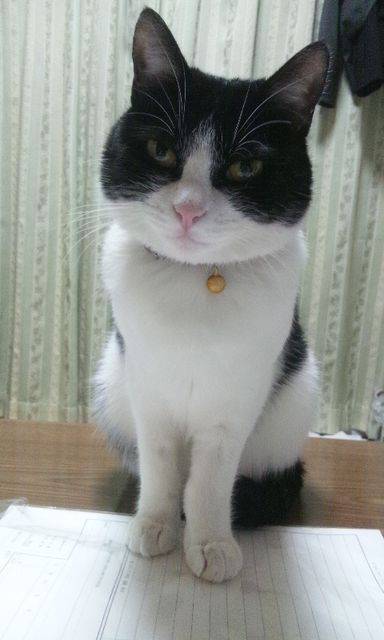 愛猫目線で書き込むトピ