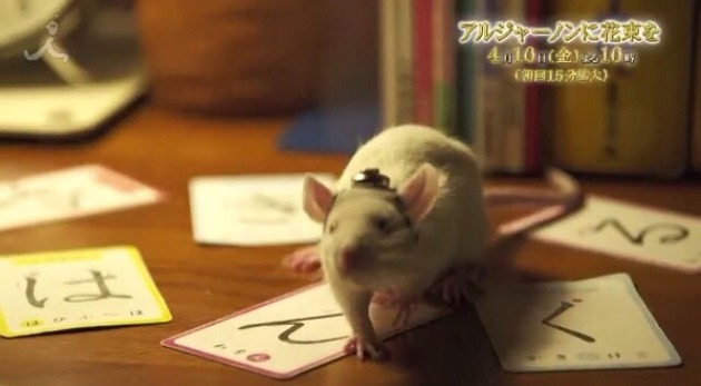 痛いニュース(ﾉ∀`) : TBSドラマ「アルジャーノンに花束を」の番宣動画に謎の「は・ん・ぐ・る」の文字列が出現 - ライブドアブログ