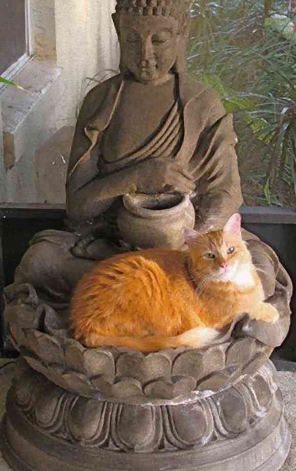 意外と良く合う。仏像と猫のツーショット光景「仏猫」