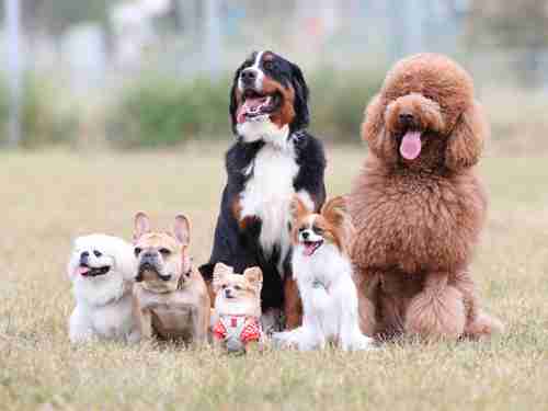 「虹の橋」、信じていますか？