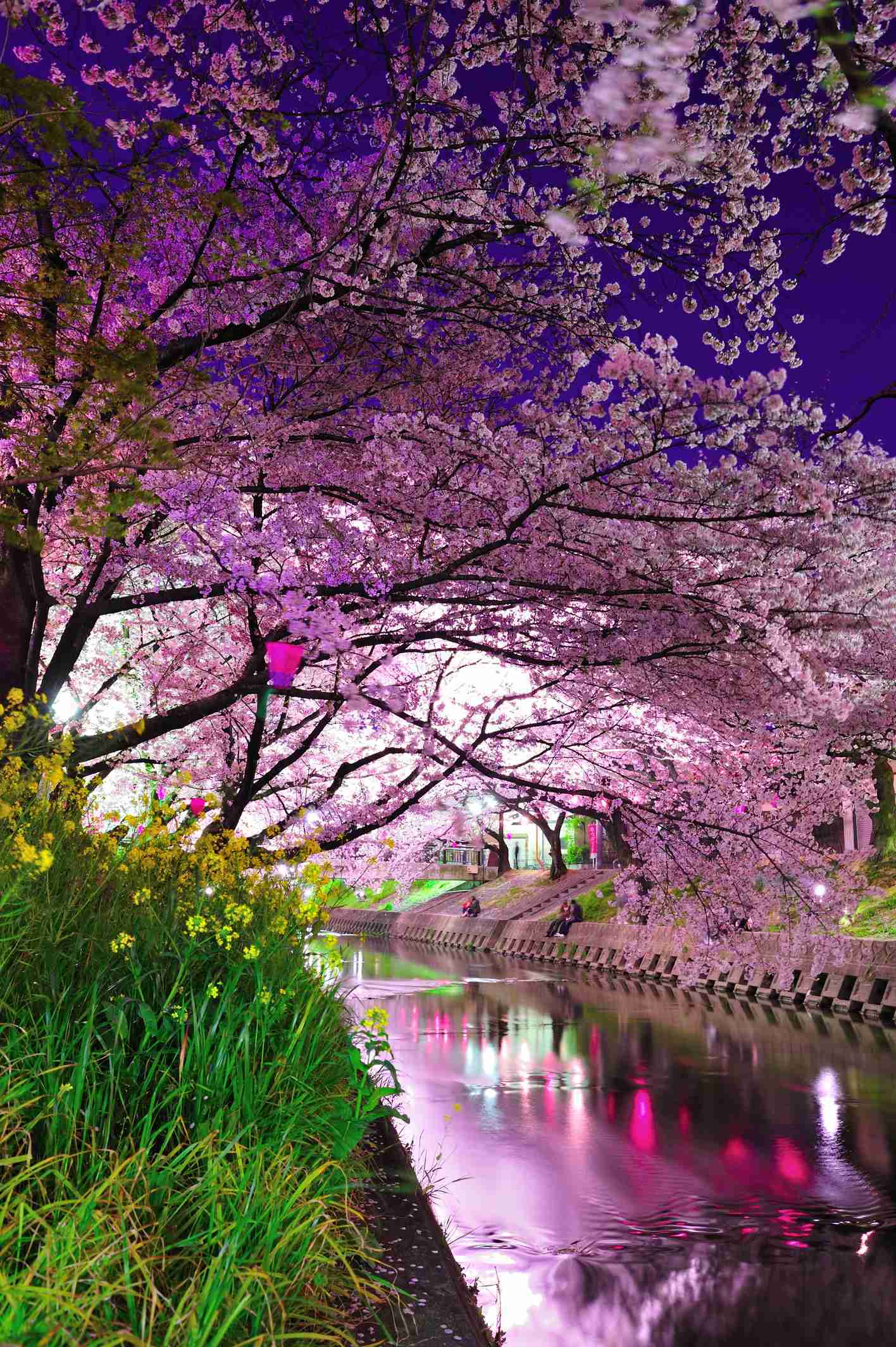 今年撮れた桜の写真「とっておきの一枚」♡