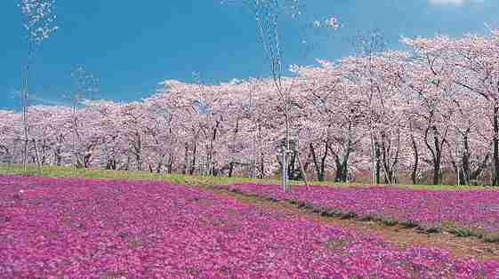 行きたい桜の名所