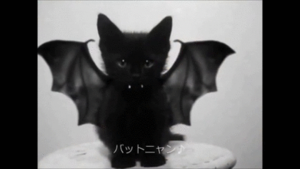 和む画像ください
