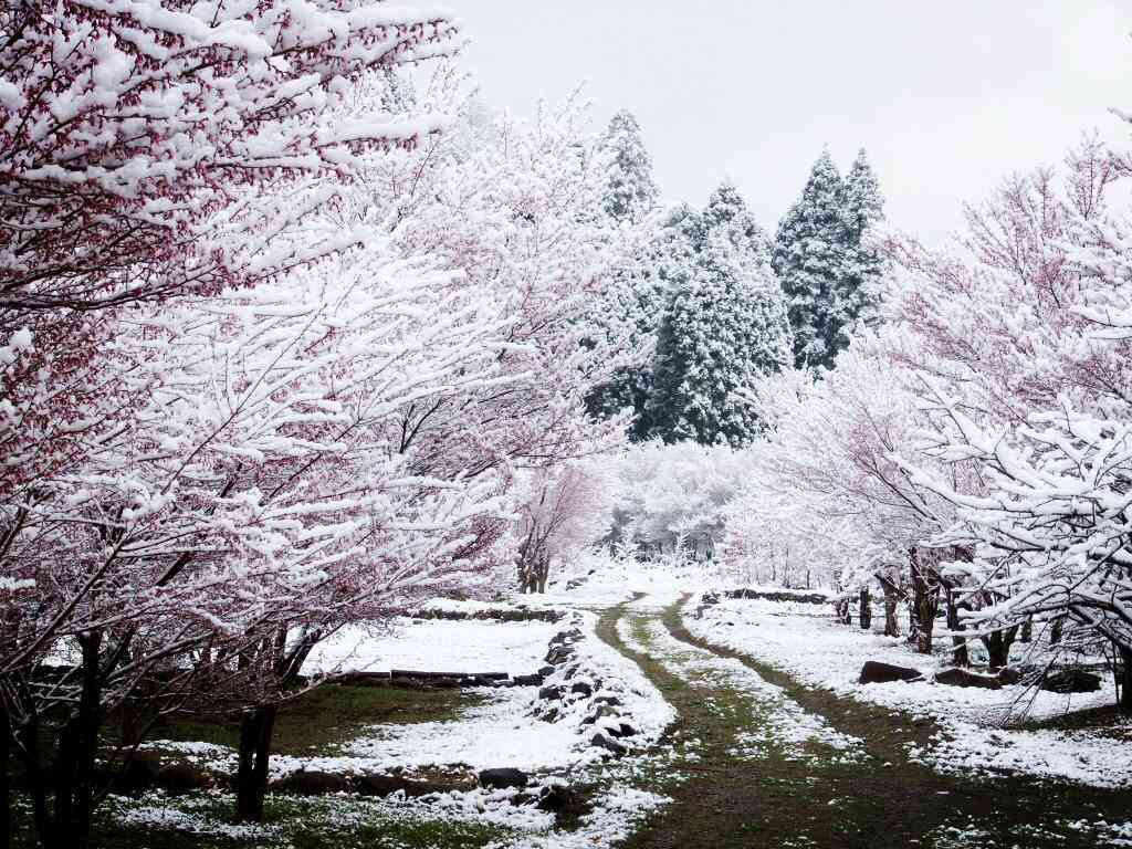 長野県松本市で雪が積もり、雪と桜のコラボが綺麗すぎてヤバイ！