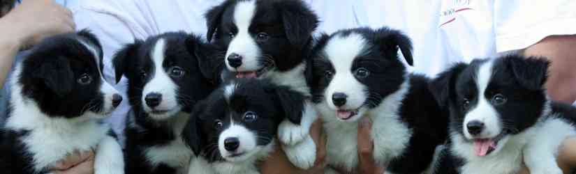 出口見えない「殉愛」裁判…やしきたかじん妻さくらさんはネット中傷で体調不良