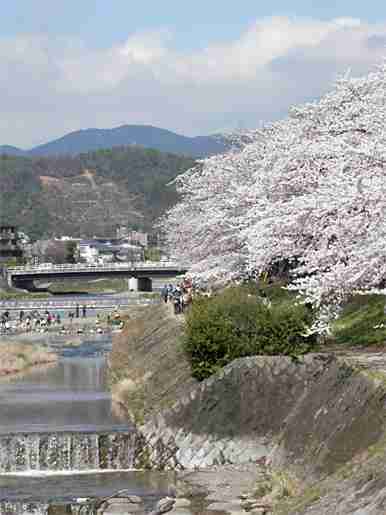 今年撮れた桜の写真「とっておきの一枚」♡