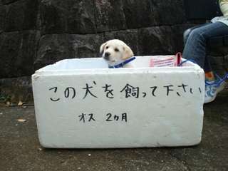 見て見ぬ振りしてる事。
