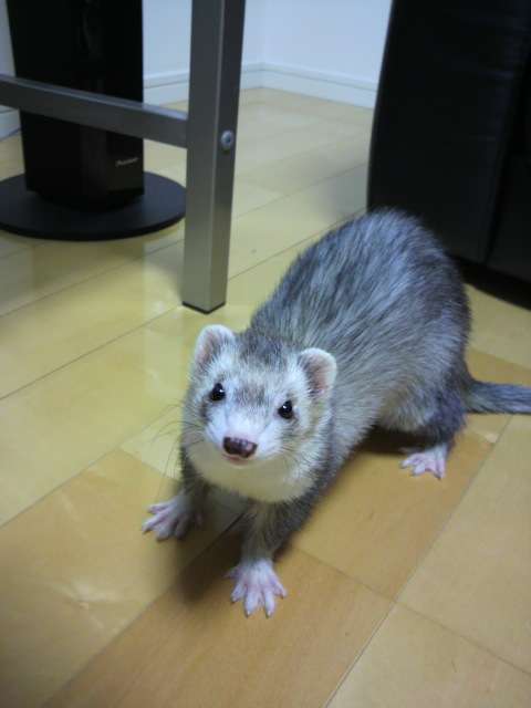和む画像ください
