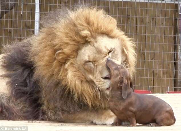 【画像】異種同士仲良しな動物画像❤️