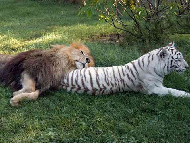 【画像】異種同士仲良しな動物画像❤️