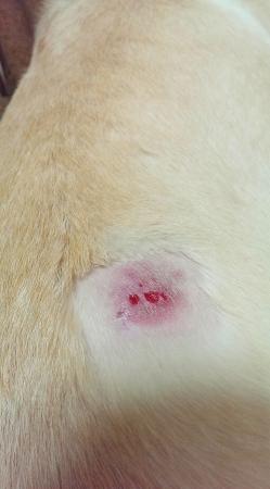 盲導犬の傷はフォークか、皮膚病か ( その他社会学 ) - どうぶつ病院診療日記 - Yahoo!ブログ