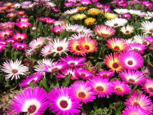 お家でお花育ててる方、何の花を育ててますか?