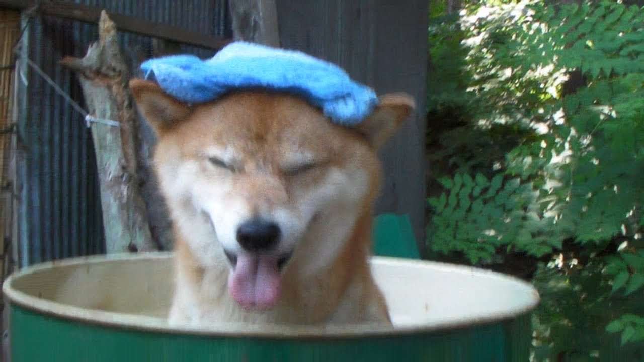 ジローの夏