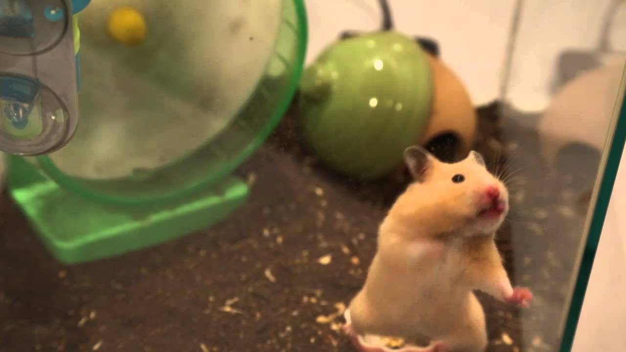 恋するフォーチュンクッキー　はむはむバージョン - YouTube