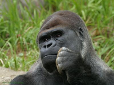 上西小百合議員、トークショーで言いたい放題　“上西節”さく裂