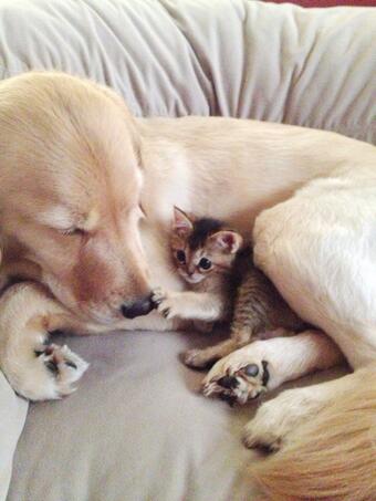 【画像】異種同士仲良しな動物画像❤️