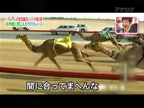 日本語に聞こえるラクダレース - YouTube