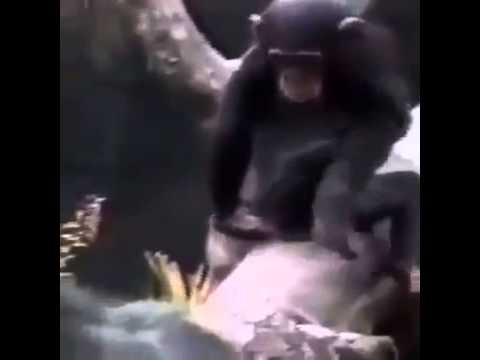 ケツの匂いが臭すぎて木から落ちる猿 - YouTube
