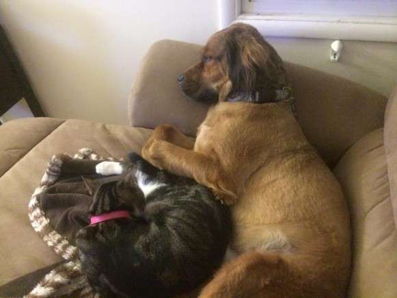 前脚は不自由だけど、二足立ちが上手になったよ。カンガルーみたいな猫、カンガさんの成長記録