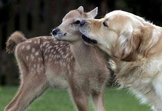 【画像】異種同士仲良しな動物画像❤️