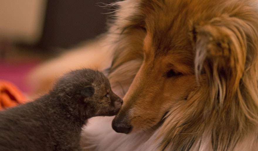 事故で親を失った子ギツネの親代わりをするコリー犬
