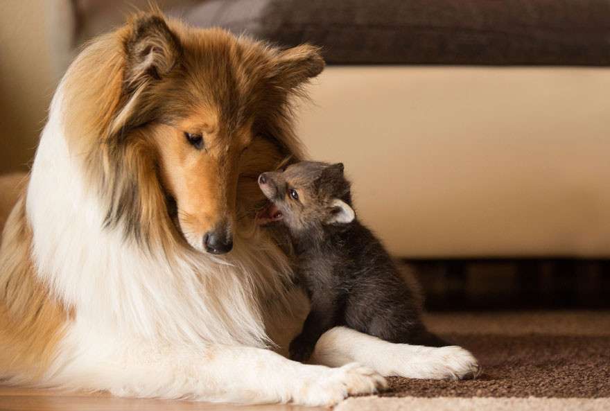 事故で親を失った子ギツネの親代わりをするコリー犬