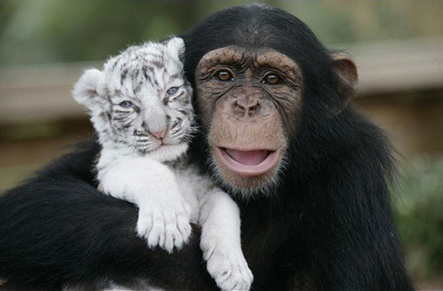 【画像】異種同士仲良しな動物画像❤️